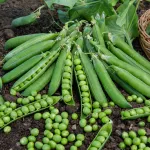 Légumes Secs - Pois Grimpant à Grain Rond Express à Longue Cosse - 10 m - face recto