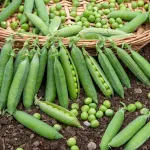 Légumes Secs - Pois Petit Provençal - BIO - 10 m - face recto