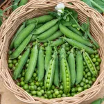 Légumes Secs - Pois Nain à Grain Rond Petit Provencal - 20 m - face recto