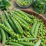 Légumes Secs - Pois Nain à Grain Ridé Kelmerveil - 20 m - face recto