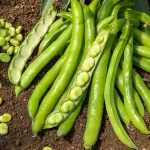 Légumes Secs - Fève Superaguadulce - 20 m - BIO - face recto