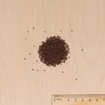 Potagères - Mesclun Asiatique pour Jeunes Pousses - BIO - MEDIA_3D