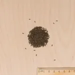 Potagères - Laitue à Couper en Mélange - BIO - MEDIA_3D