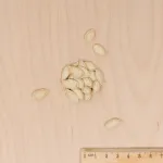 Potagères - Courge Musquée de Nice à Fruits Longs - MEDIA_3D