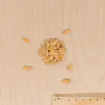 Potagères - Melon Jaune Canari 3 - Cuisine du Monde - MEDIA_3D