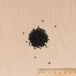 Potagères - Oignon Rossa di Firenze (Rouge Long de Florence race Simiane) - Légumes d'Autrefois - MEDIA_3D