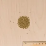 Potagères - Pissenlit à Cœur Plein Amélioré - MEDIA_3D