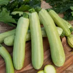 Potagères - Courgette Adrielle HF1 - Graines d'Exception - face recto