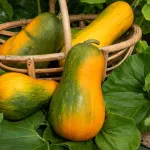 Potagères - Courge Musquée Sucrine du Berry - Légumes d'Autrefois - face recto