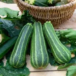 Potagères - Courgette Verte Non Coureuse d'Italie - face recto