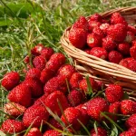 Potagères - Fraisier des Bois - BIO - face recto