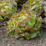 Potagères - Laitue Pommée Merveille des 4 Saisons - BIO - face recto