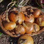 Potagères - Oignon Jaune Paille des Vertus - face recto