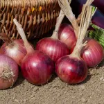 Potagères - Oignon Rouge Morada de Amposta - Cuisine du Monde - face recto