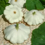 Potagères - Pâtisson blanc - Légumes d'Autrefois - face recto
