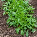 Potagères - Roquette Cultivée - BIO - face recto