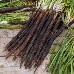 Potagères - Scorsonère Géante Noire de Russie - Légumes d'Autrefois - face recto