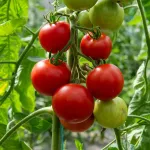 Potagères - Tomate Matina - BIO - face recto