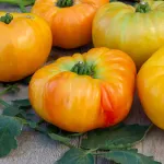 Potagères - Tomate Ananas - Légumes d'Autrefois - face recto