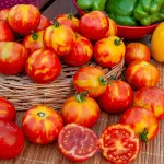 Potagères - Tomate Tigerella Bicolore - BIO - face recto
