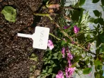 Accessoires pour semer - Étiquette Marquage à Planter (x12) - MEDIA_EN_SITUATION_1