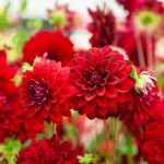 Bulbes à fleurs à planter au printemps - Dahlia Décoratif Arabian night (x1) - face recto