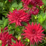 Bulbes à fleurs à planter au printemps - Dahlia Cactus nain Red Pigmy (x1) - face recto