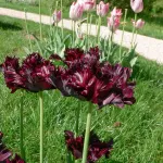 Bulbes à fleurs à planter à l'automne - Tulipe Black Parrot (x8) - face recto
