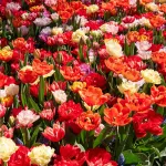 Bulbes à fleurs à planter à l'automne - Tulipe Double Hâtive en Mélange (x8) - face recto