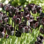 Bulbes à fleurs à planter à l'automne - Tulipe Queen of night (x8) - face recto