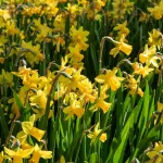 Bulbes à fleurs à planter à l'automne - Narcisse Tete A Tete (x8) - face recto