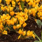 Bulbes à fleurs à planter à l'automne - Crocus Yellow Mammouth (x12) - face recto