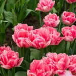 Bulbes à fleurs à planter à l'automne - Tulipe Foxtrot (x20) - face recto