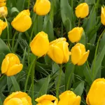 Bulbes à fleurs à planter à l'automne - Tulipe Golden Apeldoorn (x8) - face recto