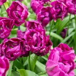 Bulbes à fleurs à planter à l'automne - Tulipe Negrita Double (x8) - face recto