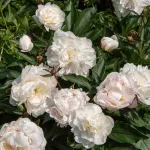 Bulbes à fleurs à planter au printemps - Pivoine De Chine Shirley Temple (x1) - face recto