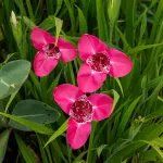 Bulbes à fleurs à planter au printemps - Tigridias Œil de Paon en Rose Foncé (x20) - face recto