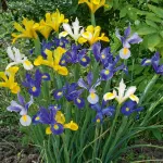 Bulbes à fleurs à planter au printemps - Iris de Hollande en Mélange (x15) - face recto