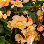 Bulbes à fleurs à planter au printemps - Bégonia Pendula Champagne (x3) - face recto