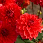 Bulbes à fleurs à planter au printemps - Dahlia Décoratif nain Heatwave (x1) - face recto