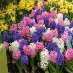 Bulbes à fleurs à planter à l'automne - Jacinthe Pastel en Mélange (x8) - face recto