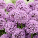 Bulbes à fleurs à planter à l'automne - Allium Gladiator - face recto