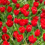 Bulbes à fleurs à planter à l'automne - Tulipe Triomphe Seadov - face recto
