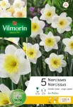 Bulbes à fleurs à planter à l'automne - Narcisse Ice Follies (x5) - PACKAGING_RECTO