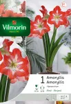 Bulbes à fleurs à planter à l'automne - Amaryllis Hippeastrum Strié (x1) - PACKAGING_RECTO