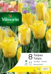 Bulbes à fleurs à planter à l'automne - Tulipe Strong Gold (x8) - PACKAGING_RECTO