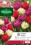 Bulbes à fleurs à planter à l'automne - Tulipe Double Tardive en Mélange (x8) - face recto