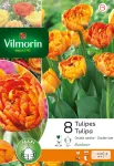 Bulbes à fleurs à planter à l'automne - Tulipe Double Tardive Sunlover (x8) - face recto