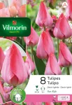 Bulbes à fleurs à planter à l'automne - Tulipe Van Eijk (x8) - PACKAGING_RECTO