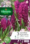 Bulbes à fleurs à planter à l'automne - Jacinthe Woodstock (x3) - PACKAGING_RECTO